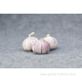 High quality fresh single clove garlic